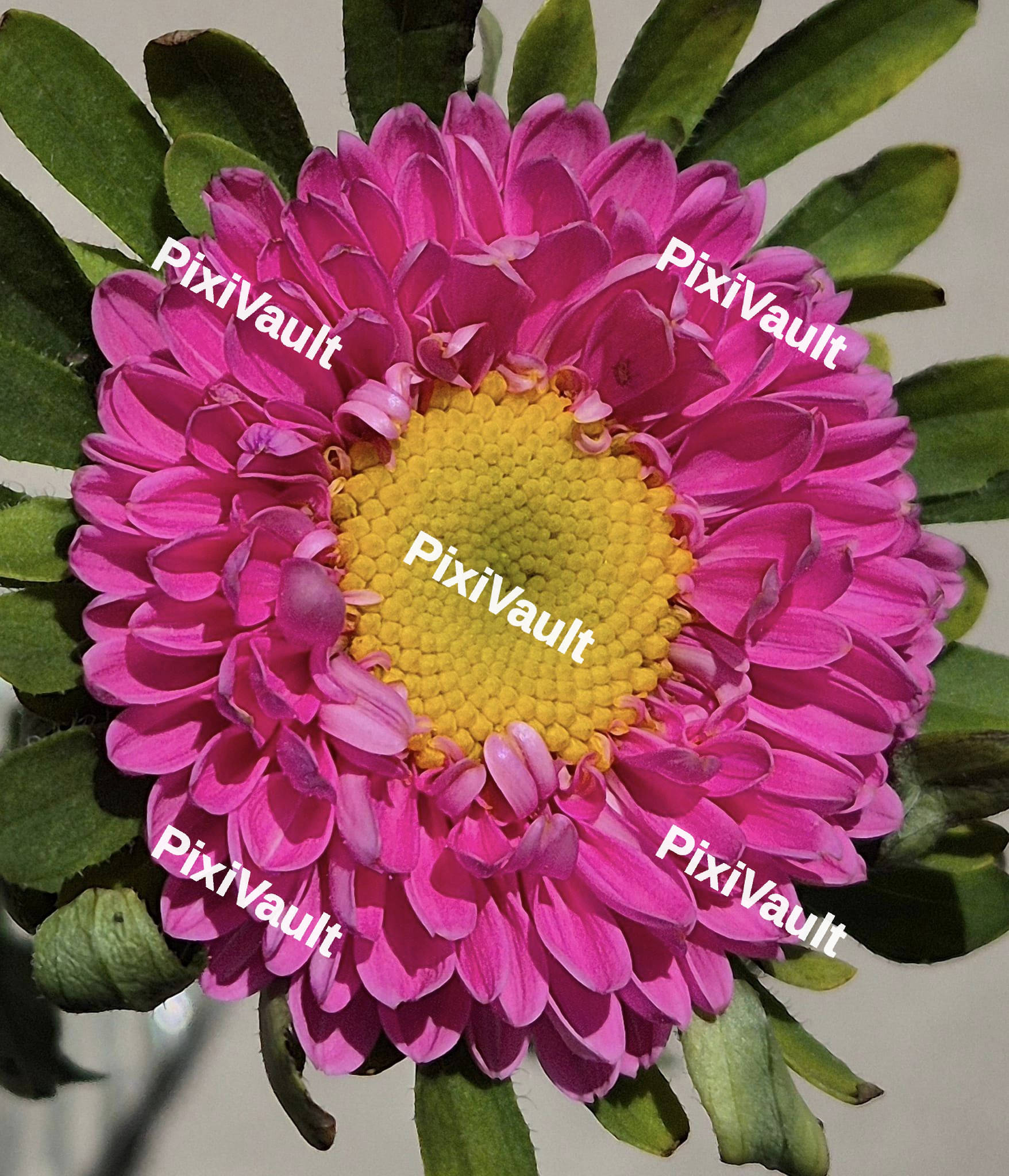 Pink Marigold Flower